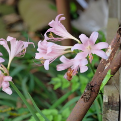 花が咲く