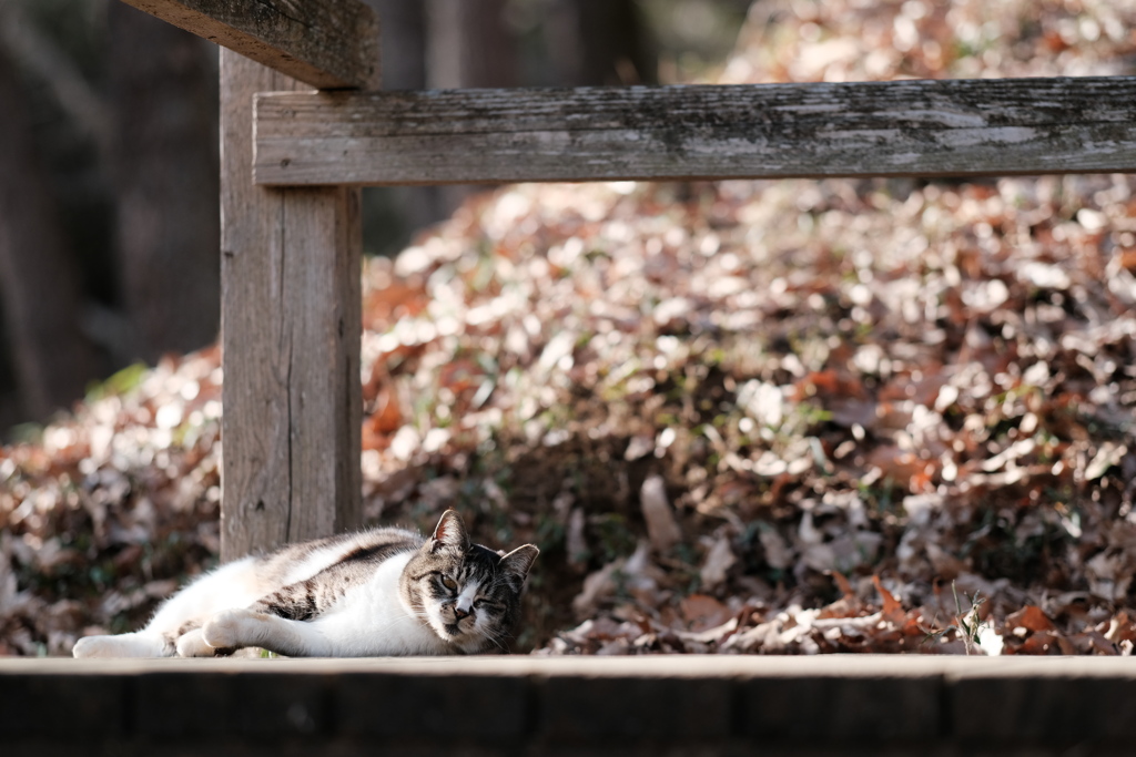 猫グラビア