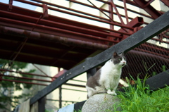 江戸っ子ノラ２