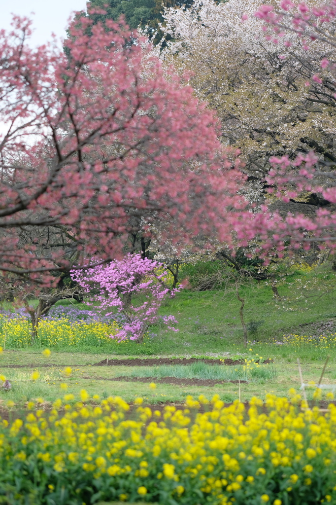 花園