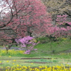 花園
