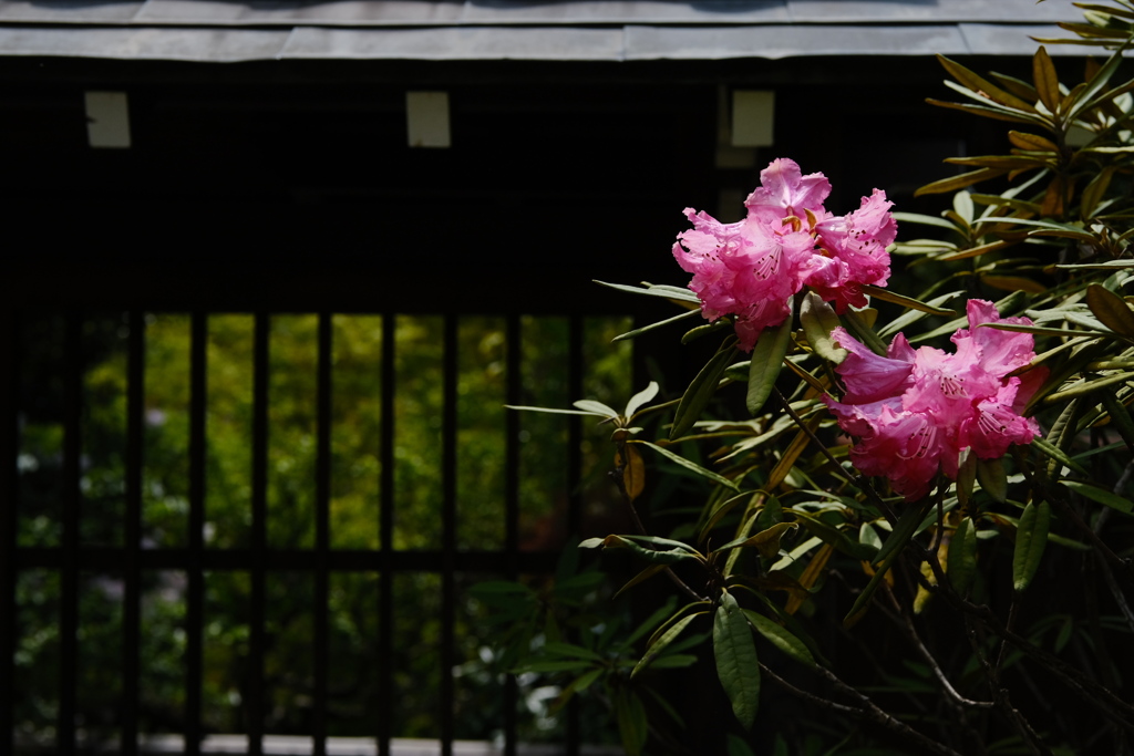 石楠花のお出迎え