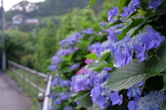 雨上がりに