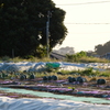 3個で１０００円
