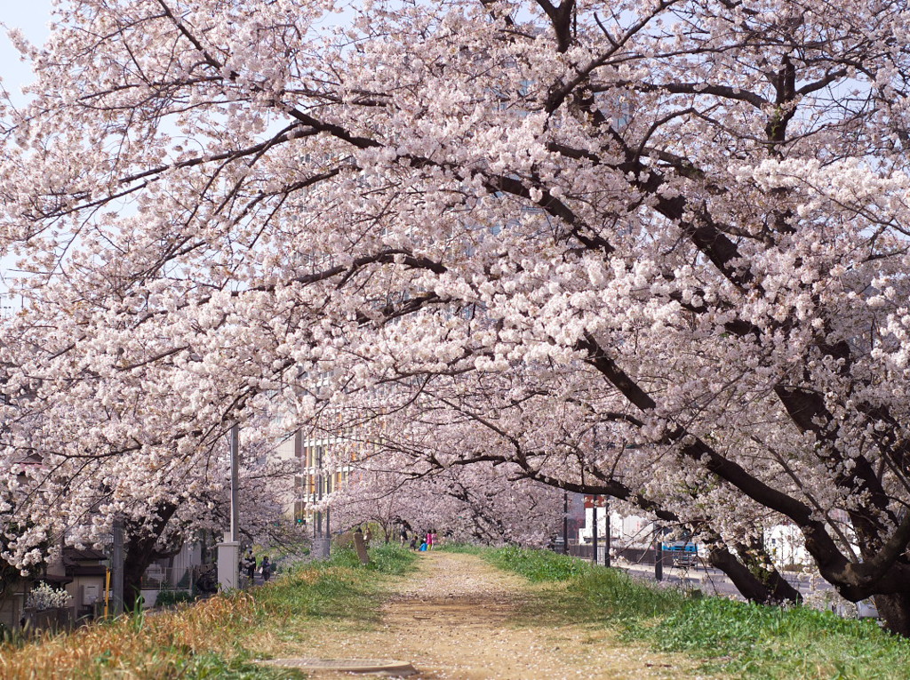 桜小路