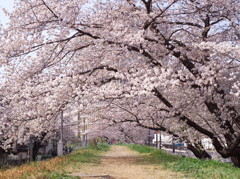 桜小路