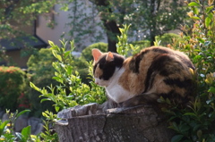 陽だまり