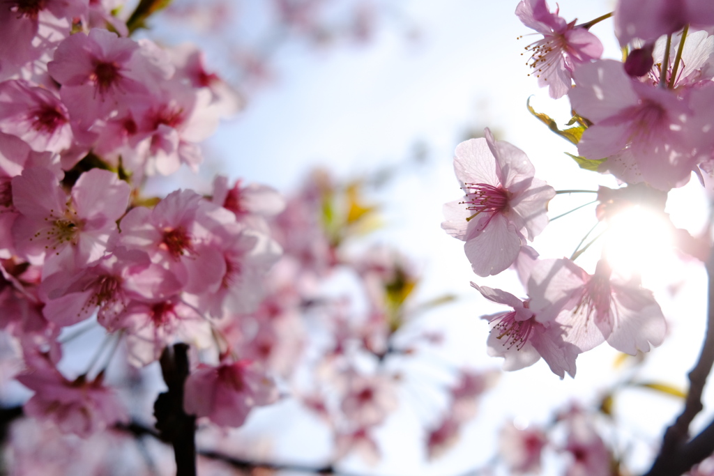 河津桜満開