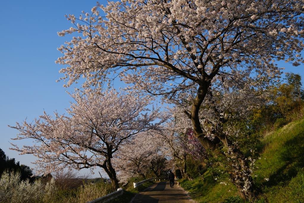 お散歩
