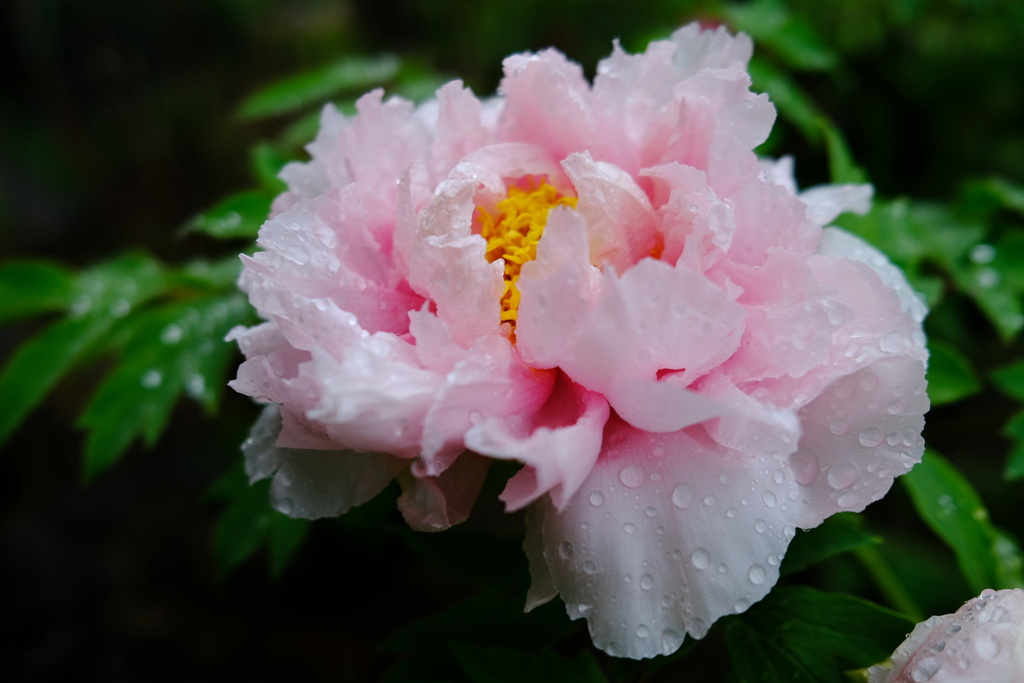 雨