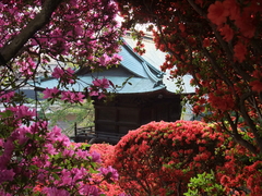2009_04190081_1