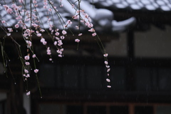 春の雨