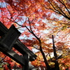 紅葉の鳥居