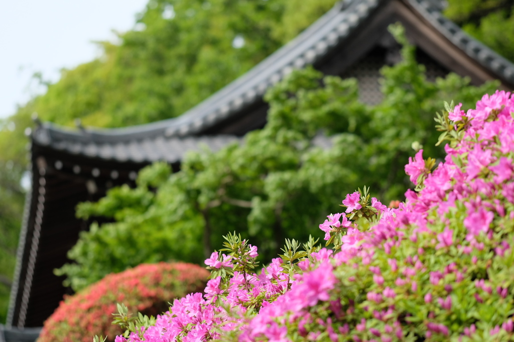 つつじ寺