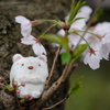 お花見