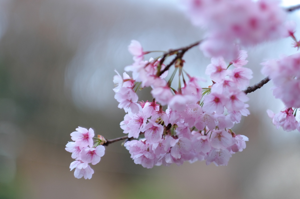 開花宣言