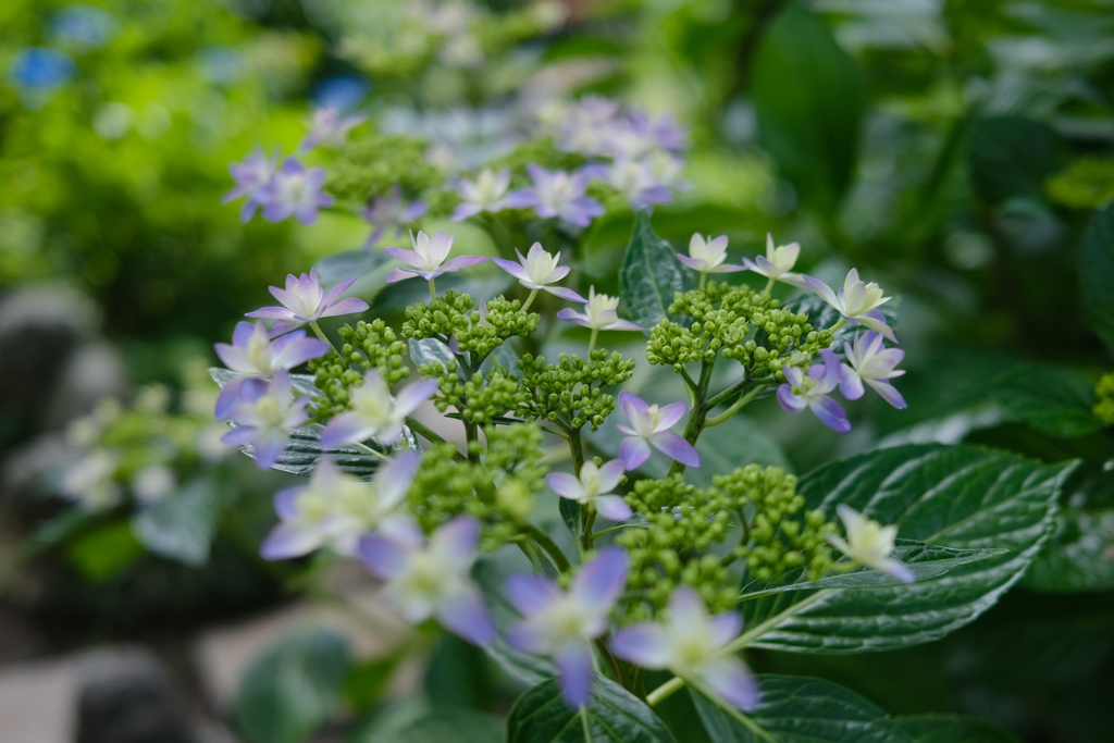 紫陽花の季節