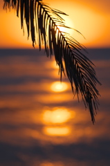 夕日