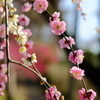 枝垂れ梅競演