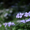 紫陽花寺