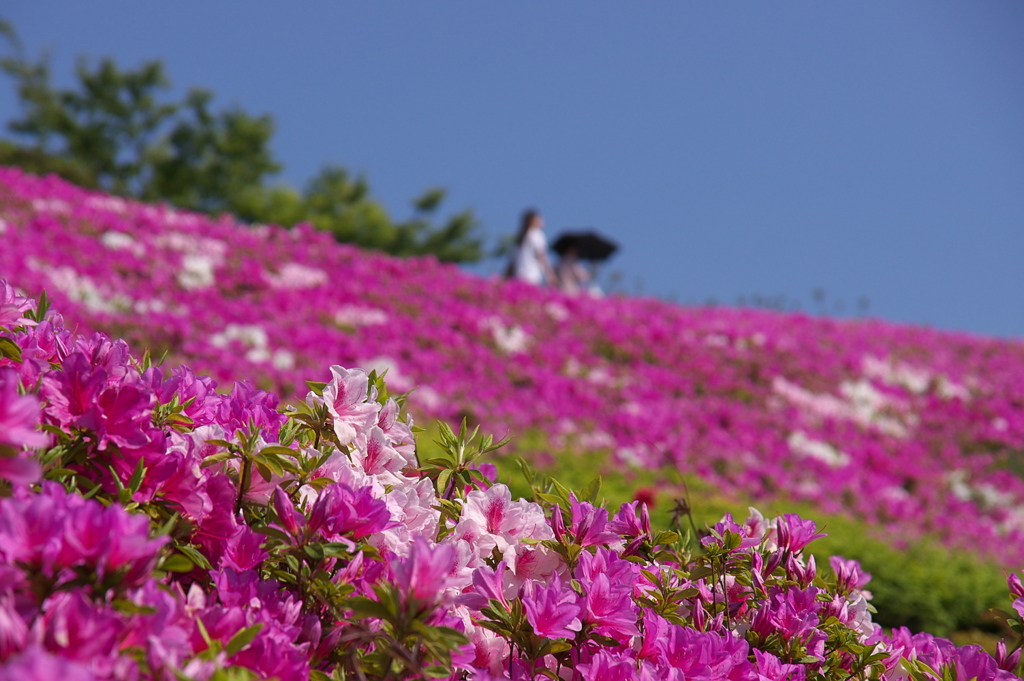 湘南国際村
