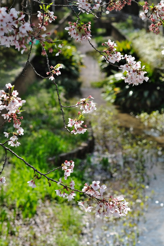 春の小川