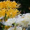 曼珠沙華