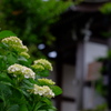 紫陽花
