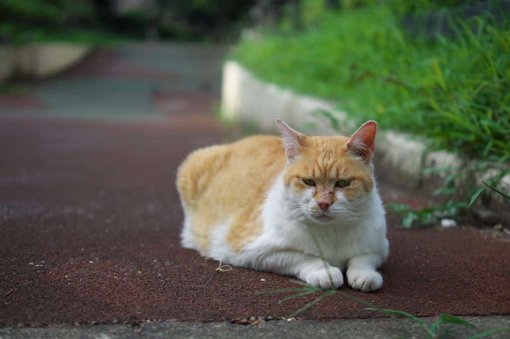 江戸っ子ノラ