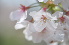 桜咲く