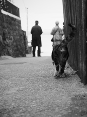 路地猫