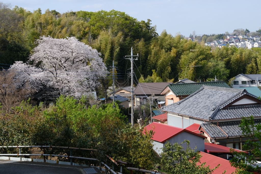 日本の春