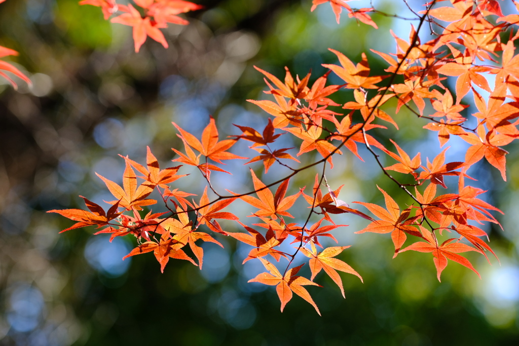 紅葉散歩