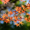 紅葉散歩