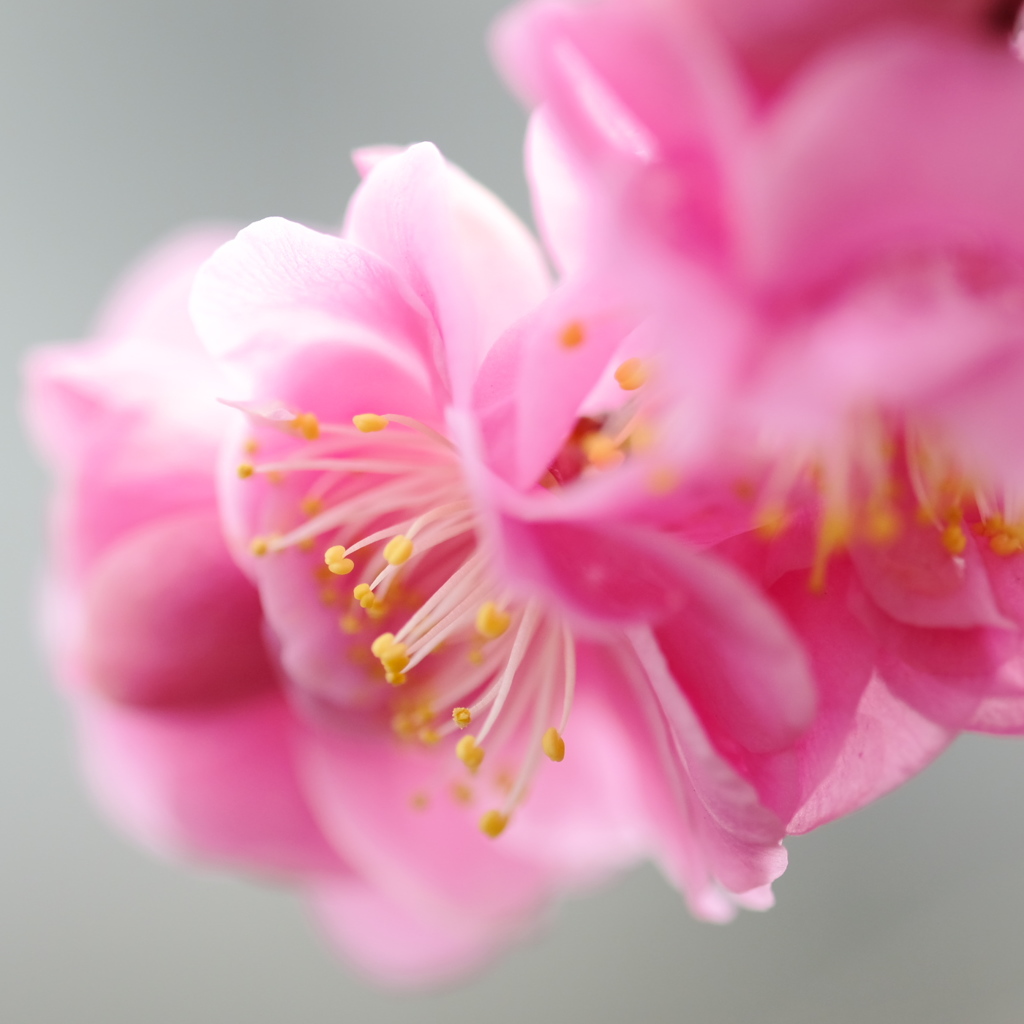 華やぐ