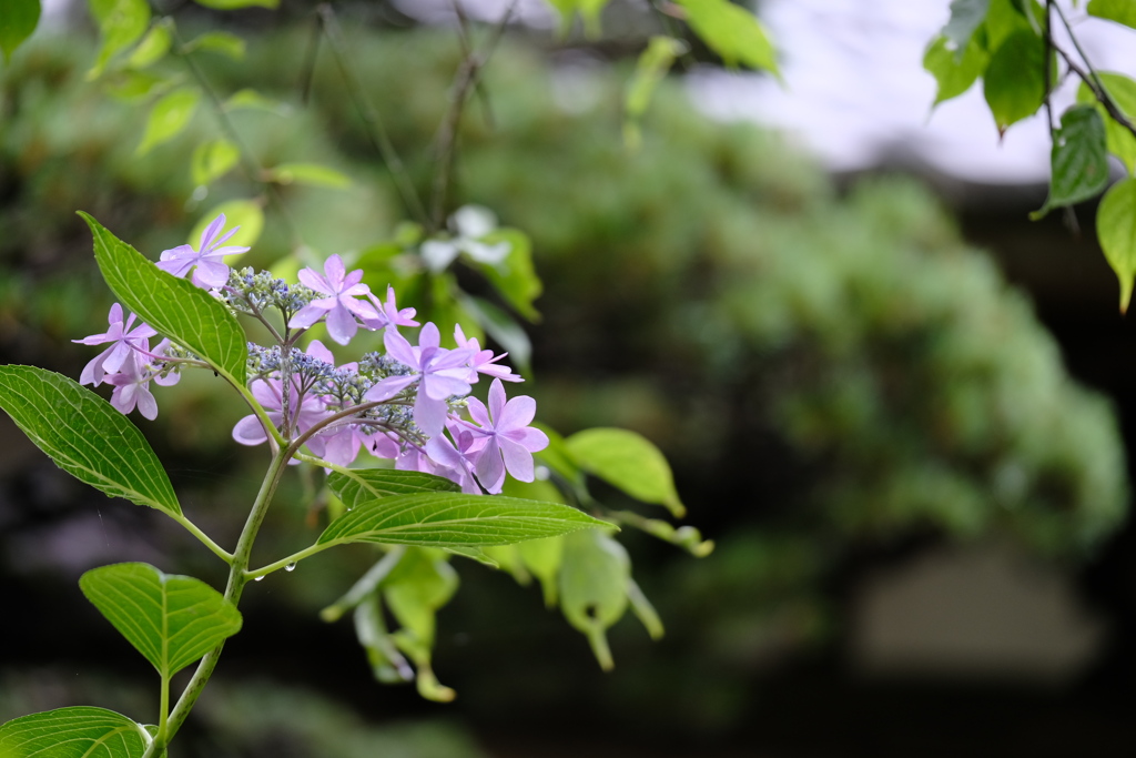 紫陽花寺