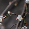 道草