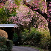 桜のアプローチ