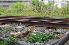 安全地帯