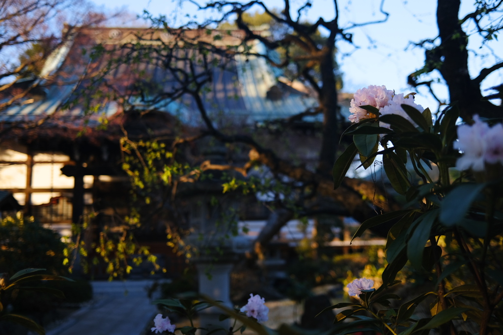 石楠花の庭