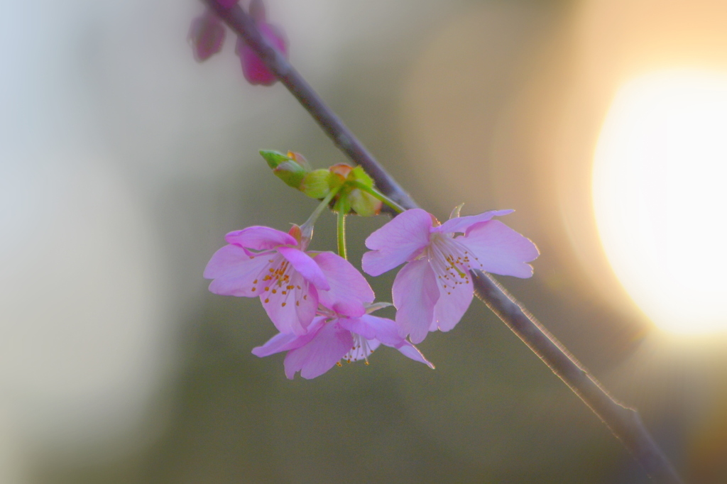 早咲きの桜2011