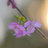 早咲きの桜2011