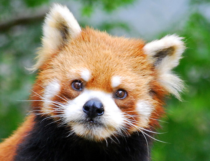 レッサーパンダ