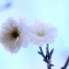 十月桜　2009