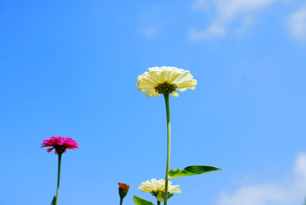 百日草2010