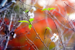 紅葉の中の桜