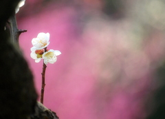 花のさきがけ『梅』