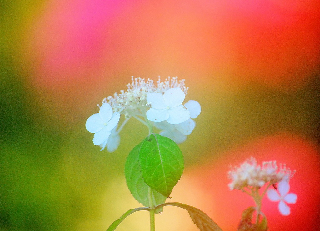 紫陽花