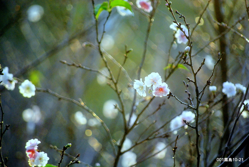 秋に咲く十月桜