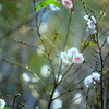 秋に咲く十月桜